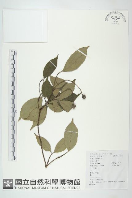 四照花、山荔枝藏品圖，第1張