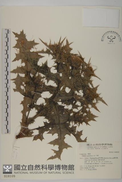 小薊藏品圖，第1張