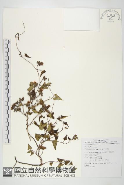 菜欒藤藏品圖，第1張