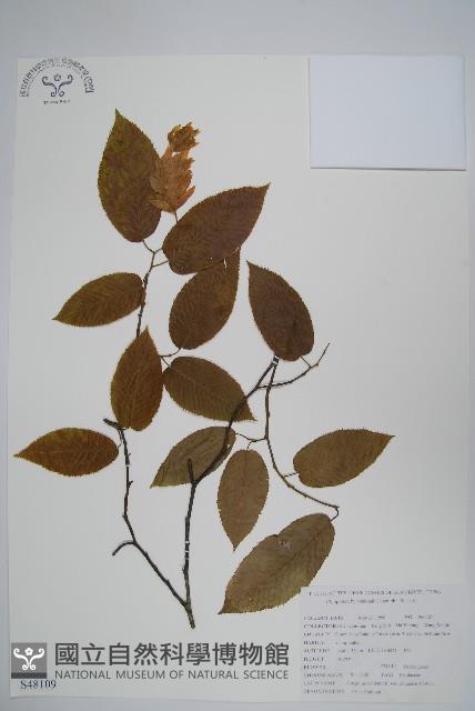 華千金榆藏品圖，第1張