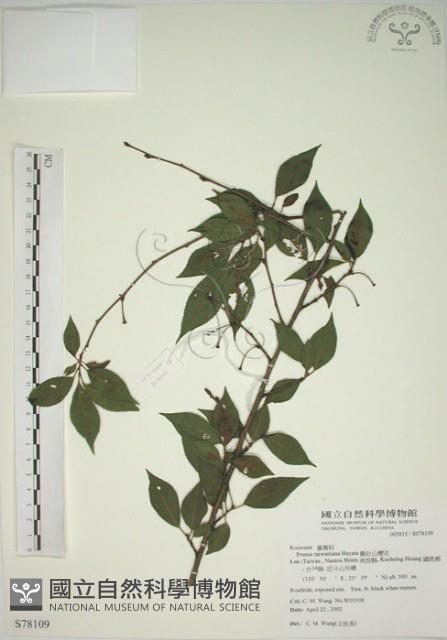 霧社山櫻花藏品圖，第1張