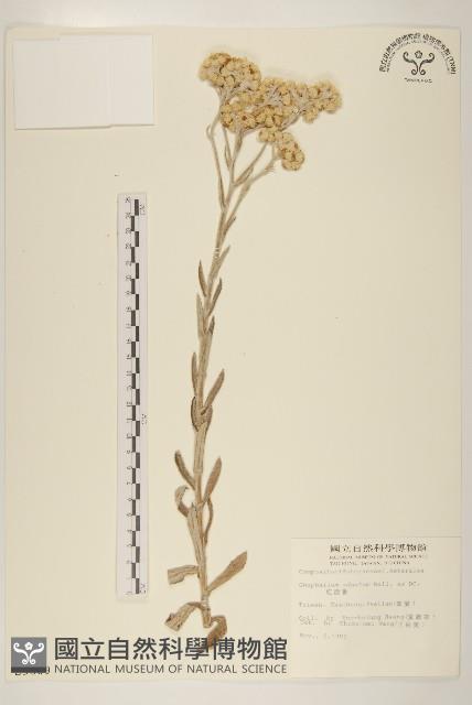 紅面番藏品圖，第1張