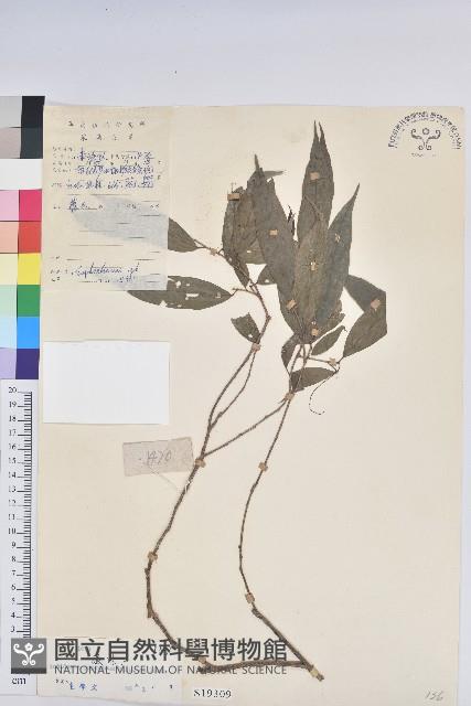 日本五月茶、南投五月茶藏品圖，第1張