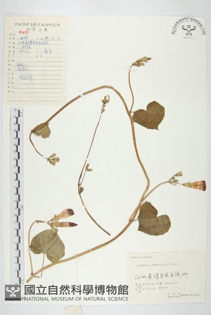 圓葉牽牛藏品圖，第1張