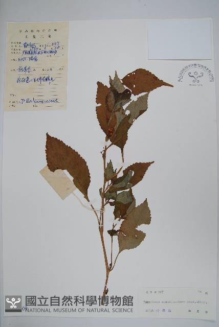 類鴨趾草鳳仙花藏品圖，第1張