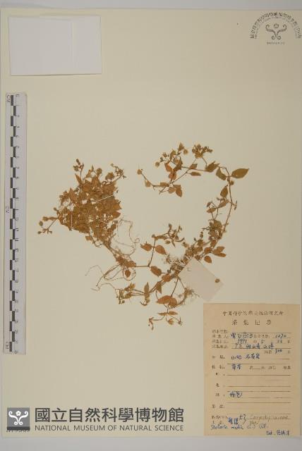 繁縷藏品圖，第1張