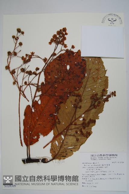 錐序水東哥藏品圖，第1張