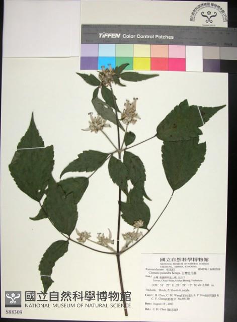 台灣牡丹藤、台灣草牡丹藏品圖，第1張