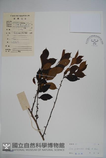 密毛假黃楊藏品圖，第1張