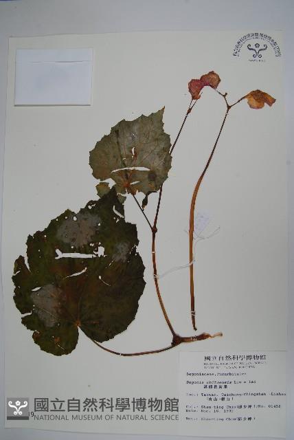 溪頭秋海棠藏品圖，第1張