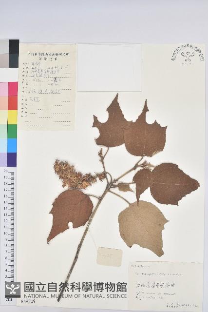 白背葉藏品圖，第1張