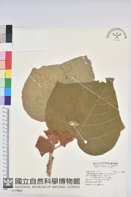 野桐藏品圖，第1張