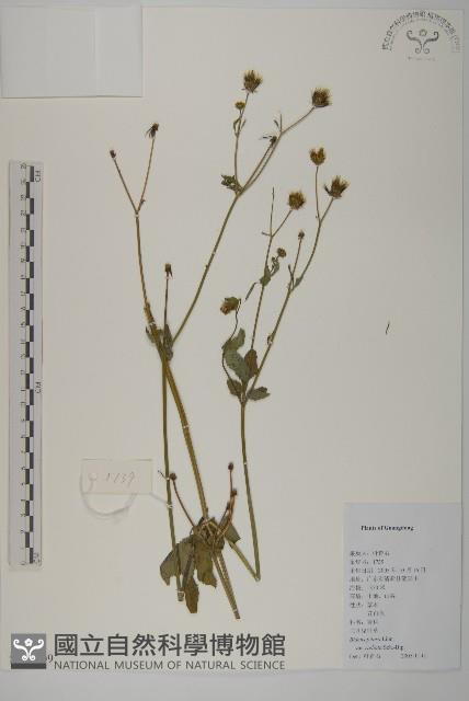 大花咸豐草藏品圖，第1張