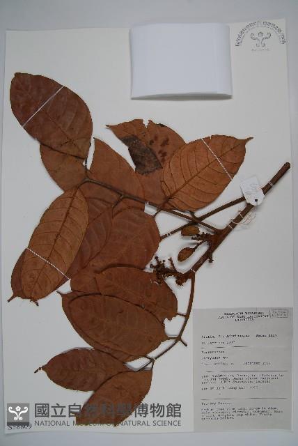 登錄號:S058809藏品圖，第1張