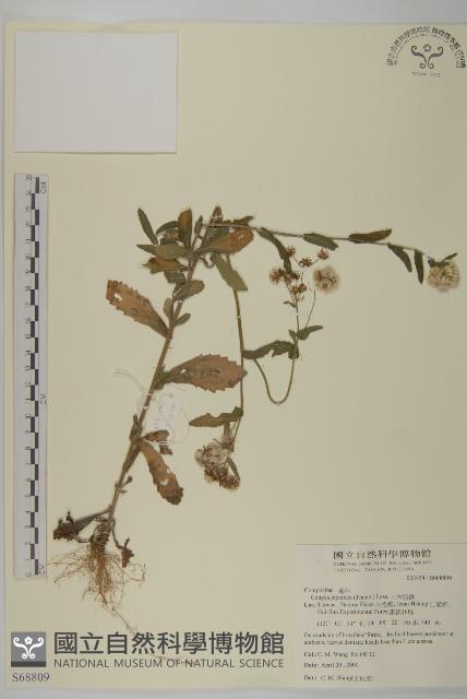 日本假蓬藏品圖，第1張