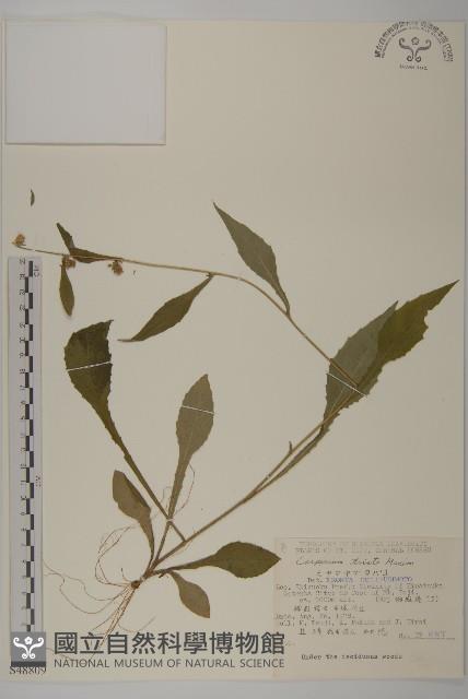 暗花金挖耳藏品圖，第1張