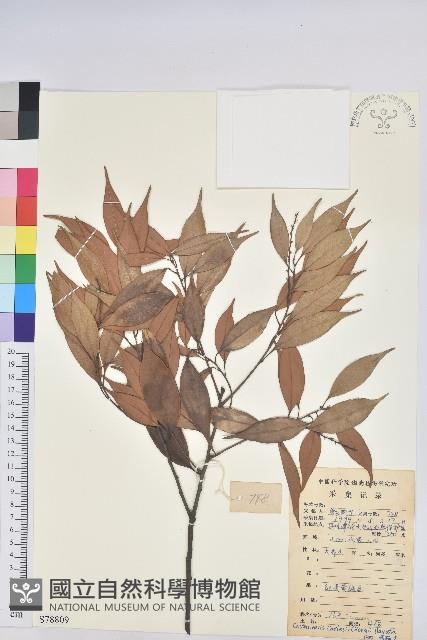 長尾栲、長尾柯、長尾尖葉櫧藏品圖，第1張