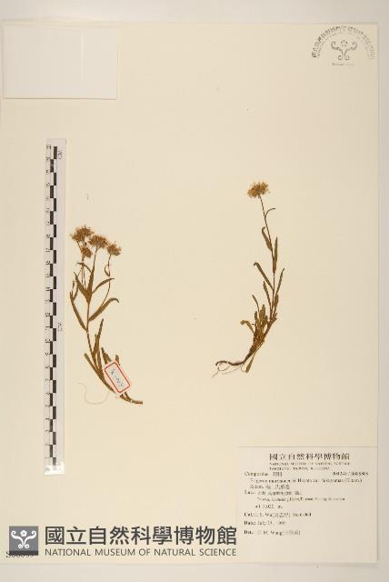 福山氏飛蓬藏品圖，第1張