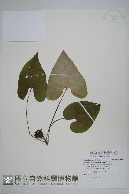 白斑細辛藏品圖，第1張