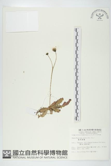 貓兒菊藏品圖，第1張