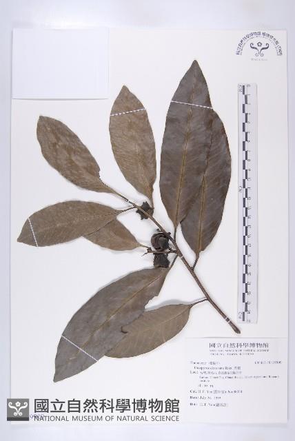 黑柿藏品圖，第1張