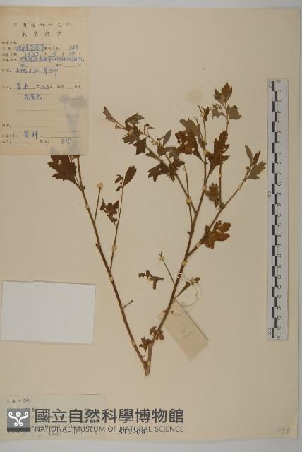 油菊、野菊藏品圖，第1張