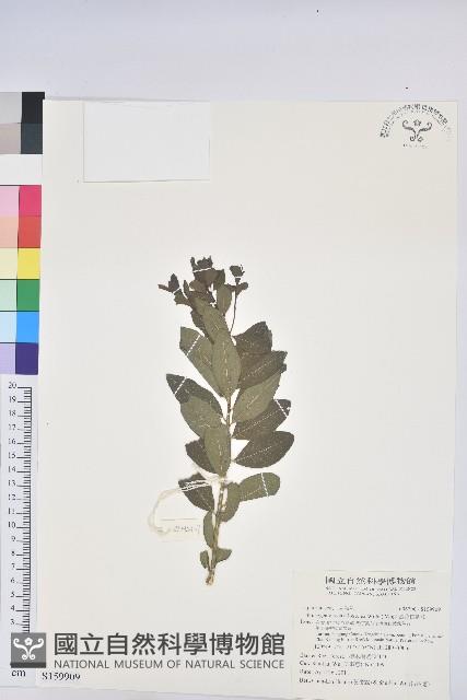 密花白飯樹藏品圖，第1張