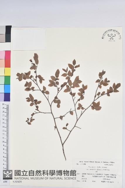 登錄號:S039909藏品圖，第1張