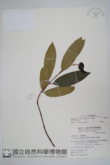 大錦蘭藏品圖，第1張