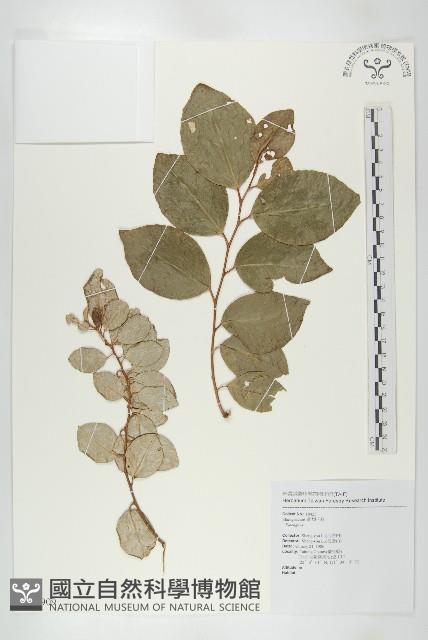 登錄號:S079909藏品圖，第1張