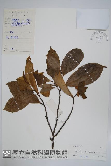 斜脈暗羅藏品圖，第1張