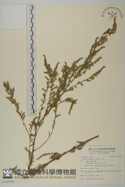 牡蒿藏品圖，第1張