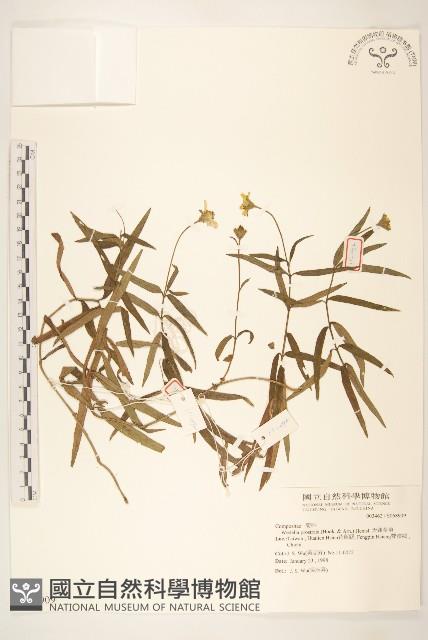 天蓬草舅藏品圖，第1張