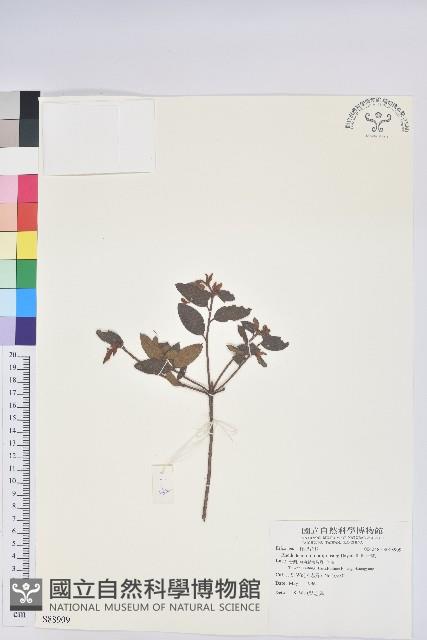 紅毛杜鵑藏品圖，第1張