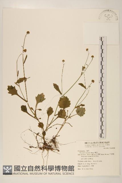 矮菊藏品圖，第1張