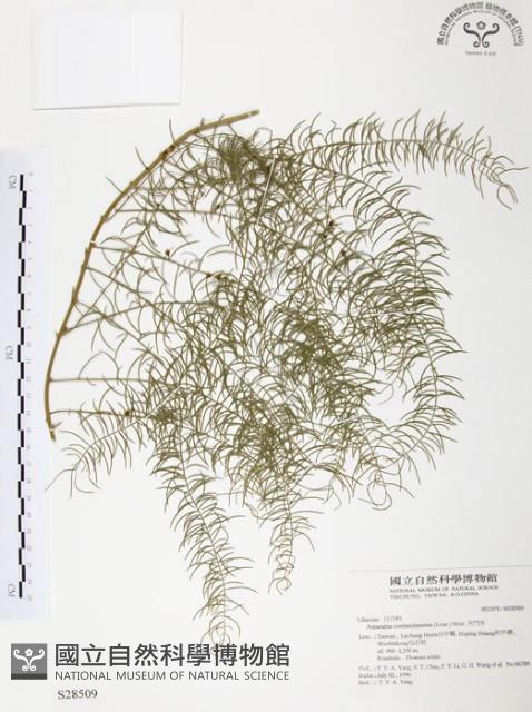 天門冬藏品圖，第1張