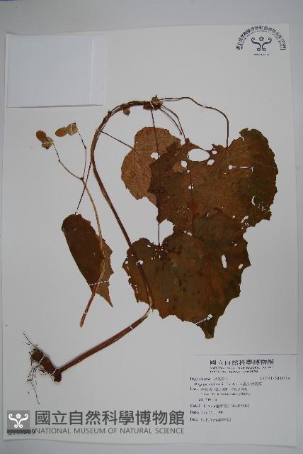 溪頭秋海棠藏品圖，第1張