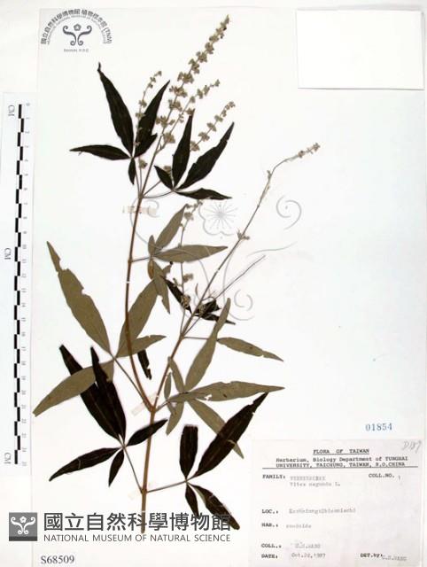 黃荊藏品圖，第1張