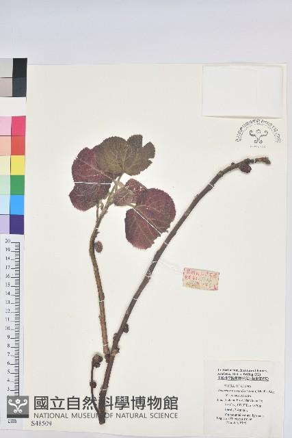 紅背山麻桿藏品圖，第1張