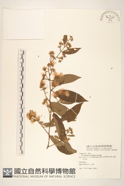 過山龍藏品圖，第1張