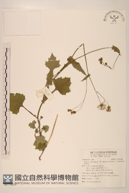 紫背草藏品圖，第1張