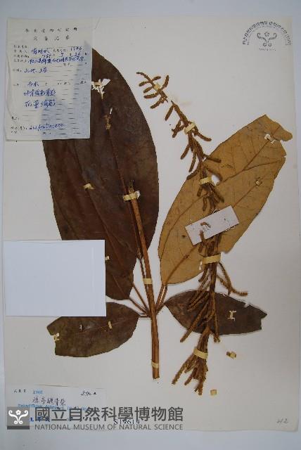 Accession Number:S019619 Collection Image, Figure 1, Total 2 Figures