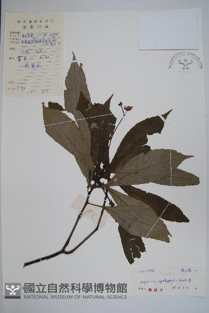 大葉鳳仙花藏品圖，第1張