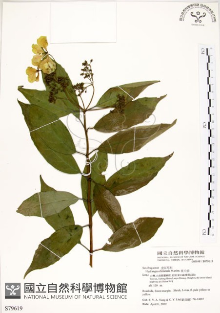 華八仙藏品圖，第1張