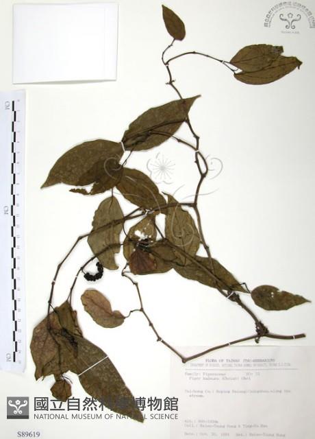 風藤藏品圖，第1張