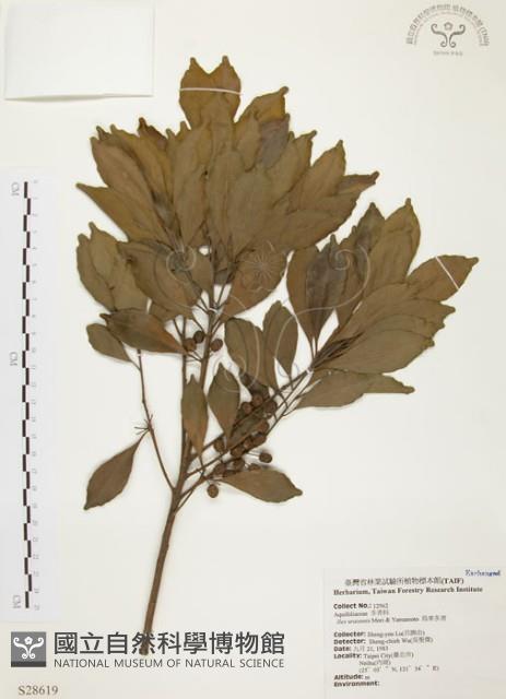 烏來冬青藏品圖，第1張