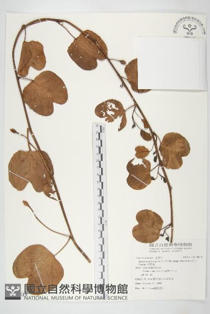 馬鞍藤藏品圖，第1張