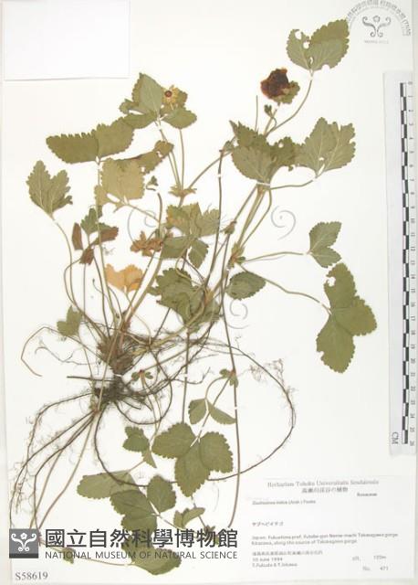 蛇莓、地莓、龍吐珠藏品圖，第1張