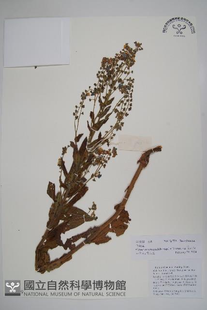 中國勿忘草藏品圖，第1張