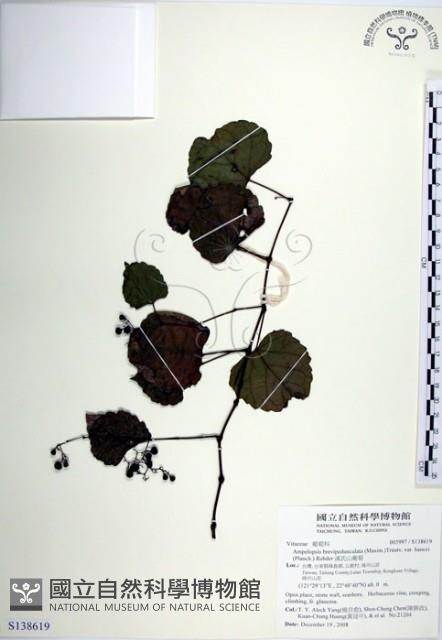 漢氏山葡萄藏品圖，第1張